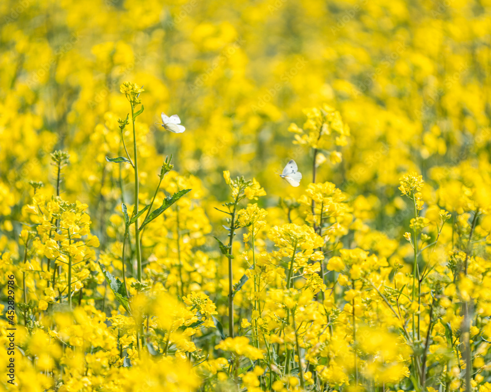 Obraz premium Yellow Sea