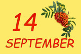 Rowan branch with red and orange berries and green leaves and date of 14 september on a yellow background.