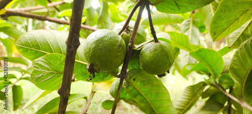 Gooseberry plant , fresh pears, guava fruit, 