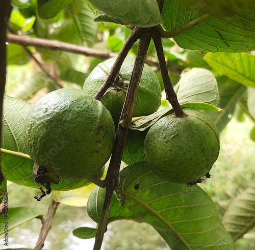 Fresh pear fruit, gooseberry, guava