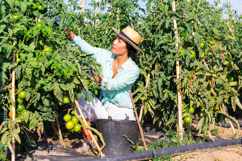 Focused Asian female farmer harvesting unripe green tomatoes on farm field on summer day.
