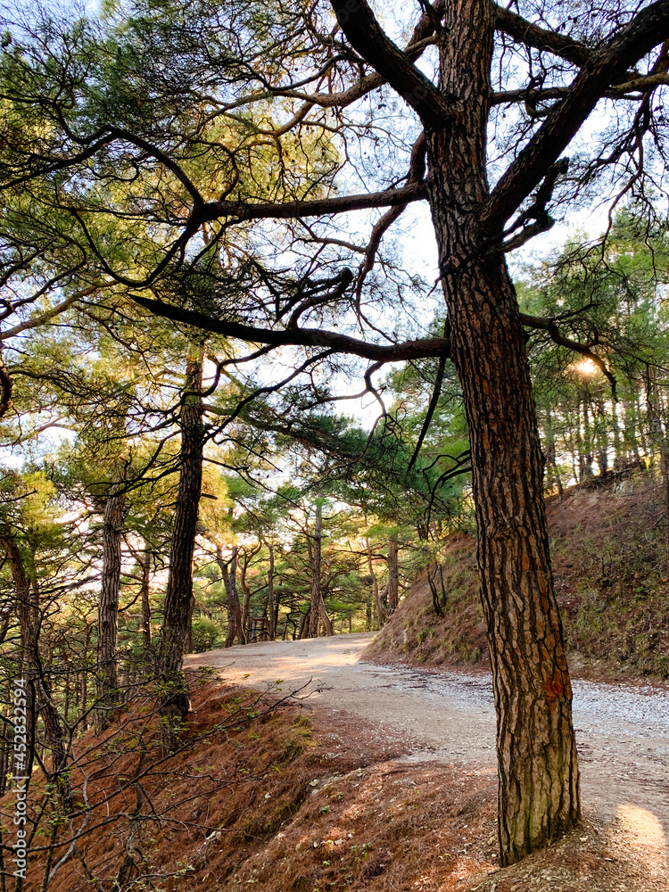 Fototapeta premium Sunny path in the pine forest