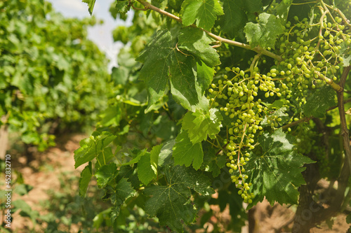 Unripe, immature grapes. In the vine branch, between the vineyard.	
