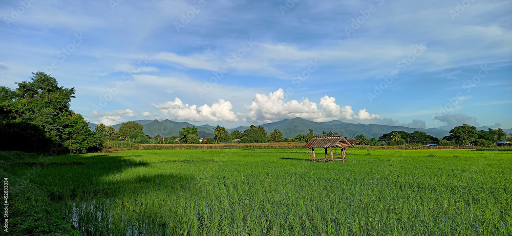 Small house in the middle of the rice field