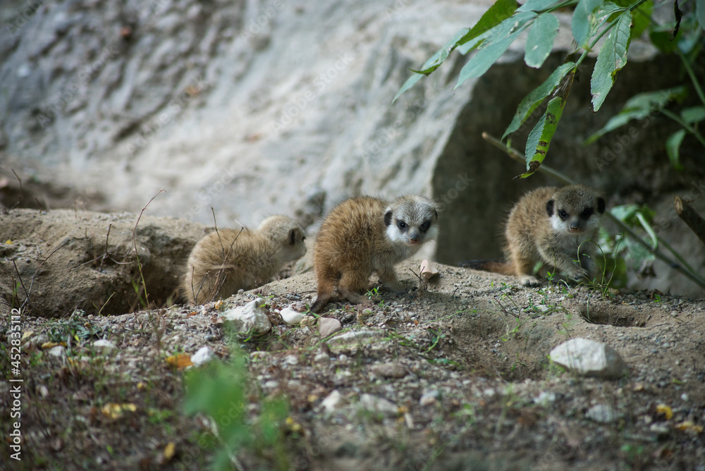 Fototapeta premium Portrait of meerkats babies standing on the land