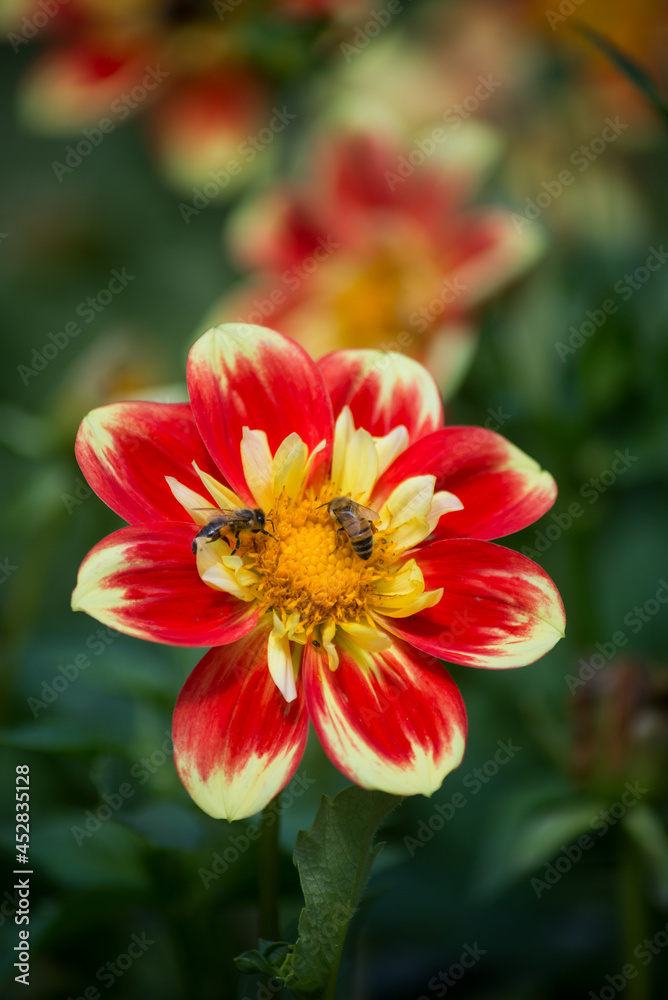 Closeup of bee on colorful dalhia flowers in a public garden Closeup of bee on colorful dalhia flowers in a public garden