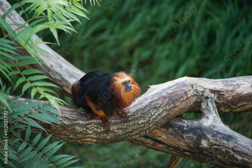 Portrait of Tamarin with golden head standing on tree branch photo