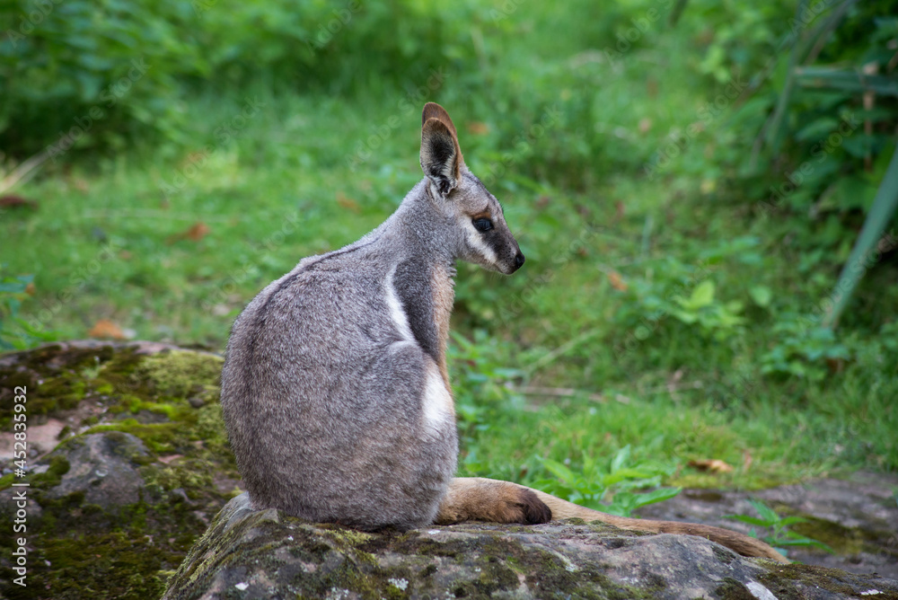 Obraz premium Portrait of wallaby sitting on rock
