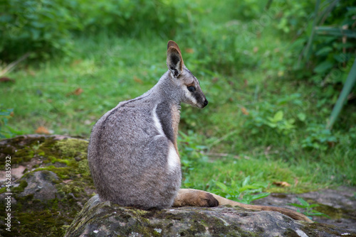 Portrait of wallaby sitting on rock