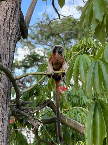 En la rama del arbol
