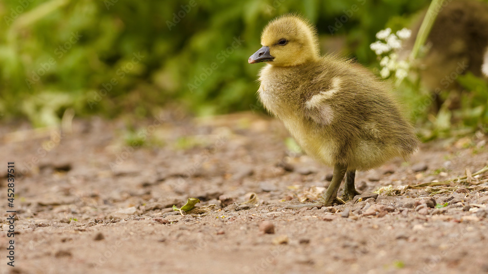 baby goose on the sand baby goose on the sand