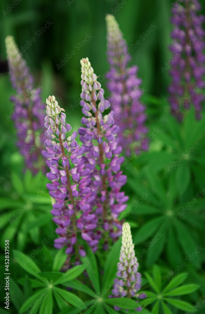 Violet and purple lupine flowers Violet and purple lupine flowers