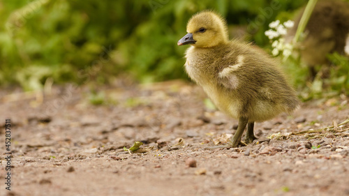 baby goose on the sand