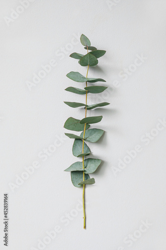Eucalyptus branch on light ...
