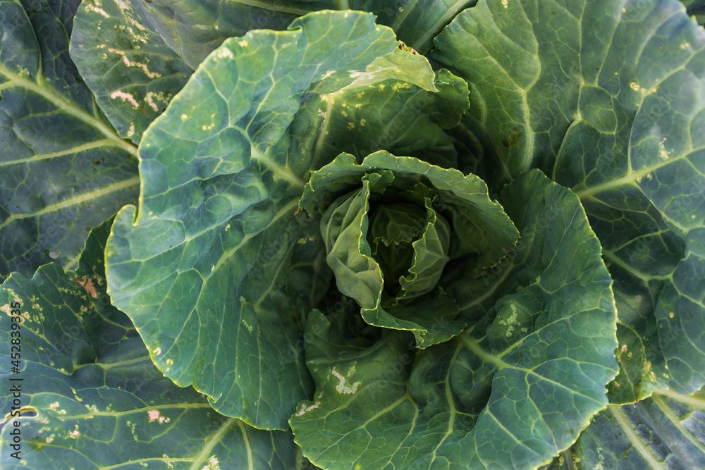 Soft focus of Big cabbage in the garden Soft focus of Big cabbage in the garden