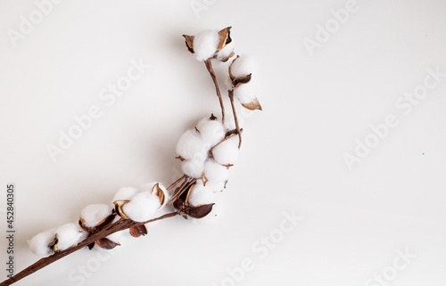 branch of cotton plant