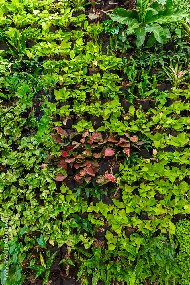 Herb wall, plant wall, natural green wallpaper and background. nature wall.