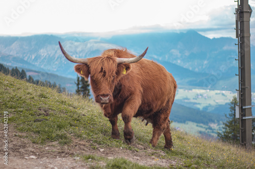 cow on top of mountain looking at camera