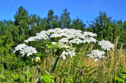 Poisonous plant cow parsnip Sosnowski. Cow parsnip blooms in summer. photo