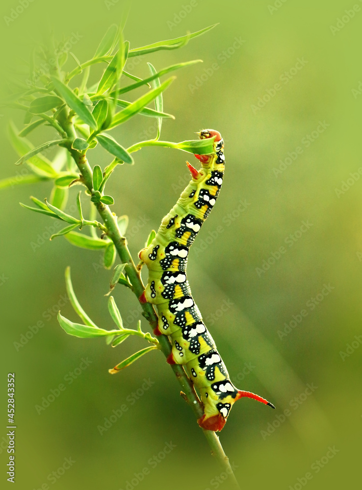 Caterpillar euphorbia hawk eating leaves