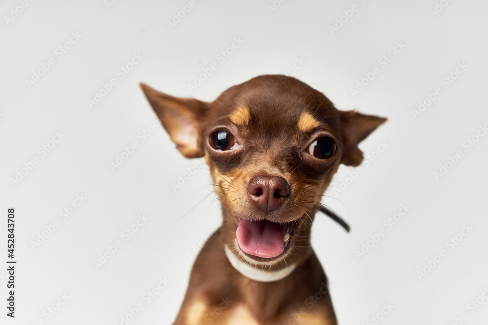 chihuahua posing Studio isolated background chihuahua posing Studio isolated background
