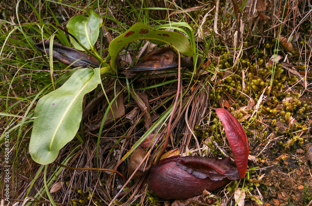 Carnivorous pitcher plant (Nepenthes rajah), Sabah, Borneo StockFoto