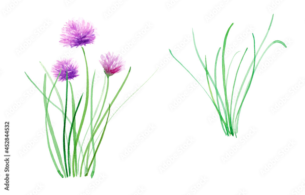 ハーブ チャイブの葉と花の水彩イラスト ベクターデータ Stock Vector Adobe Stock