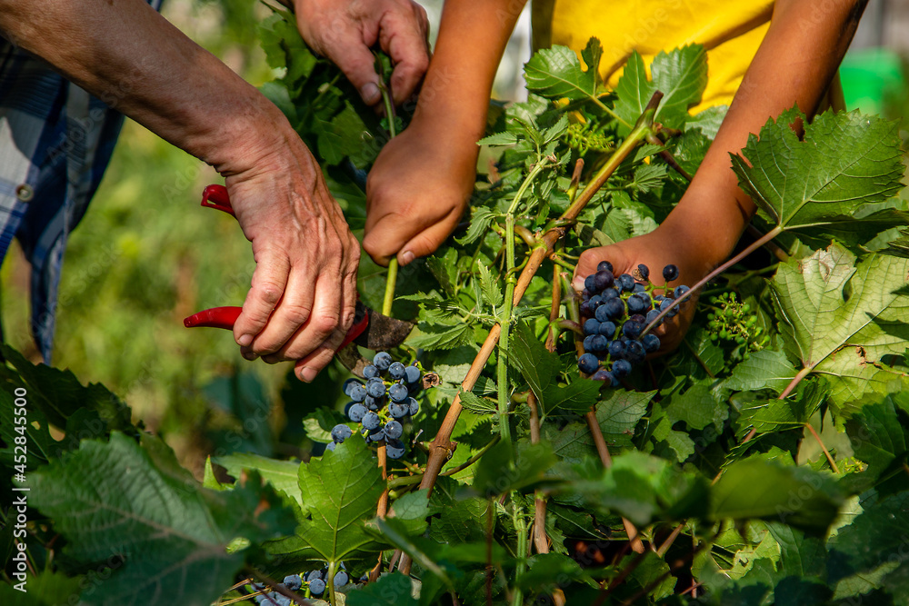the hands of the old man and the child pick the grapes