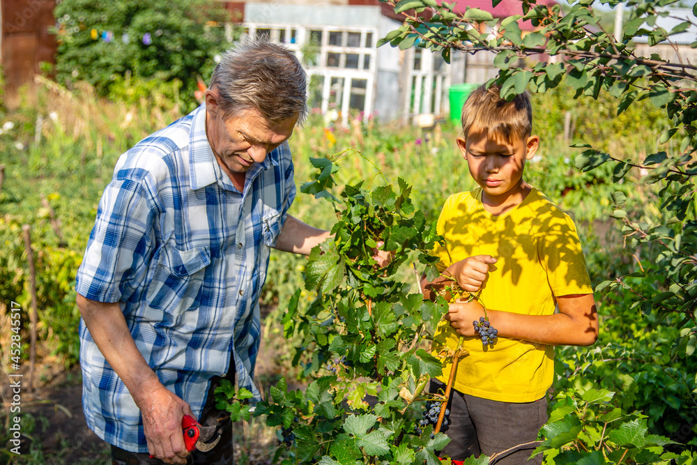 grandfather and grandson pick grapes in the garden grandfather and grandson pick grapes in the garden