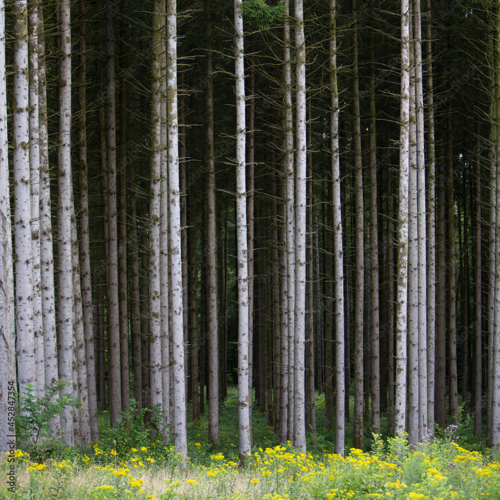 Fototapeta premium grey trunks of spruce trees and yellow summer flowers