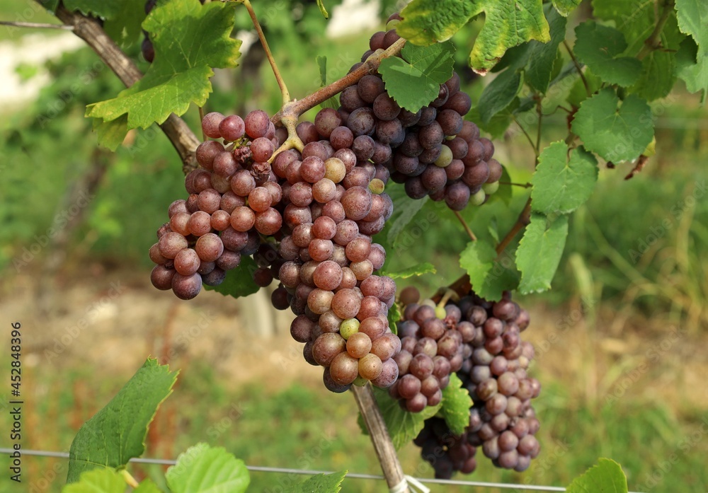 Ripening pinot gris grape, brown pinkish variety, hanging on vine in the end of summer