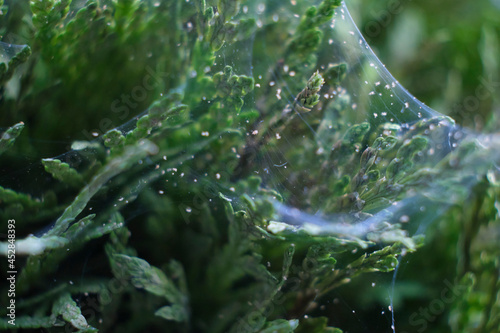 Close up shot of spider mite colony . Tetranychus urticae photo