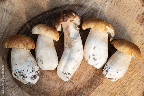 Autumn porcini mushrooms. Popular porcini mushrooms on a wooden table