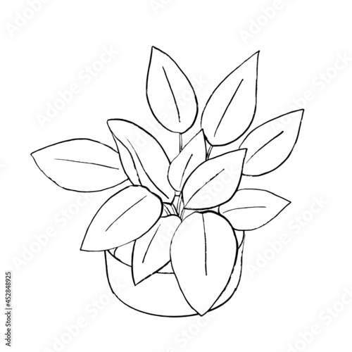 卓上観葉植物