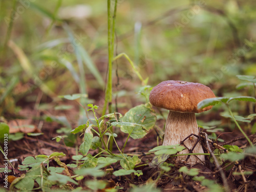 Mushroom white mushroom. Popular white boletus mushrooms in the forest.
