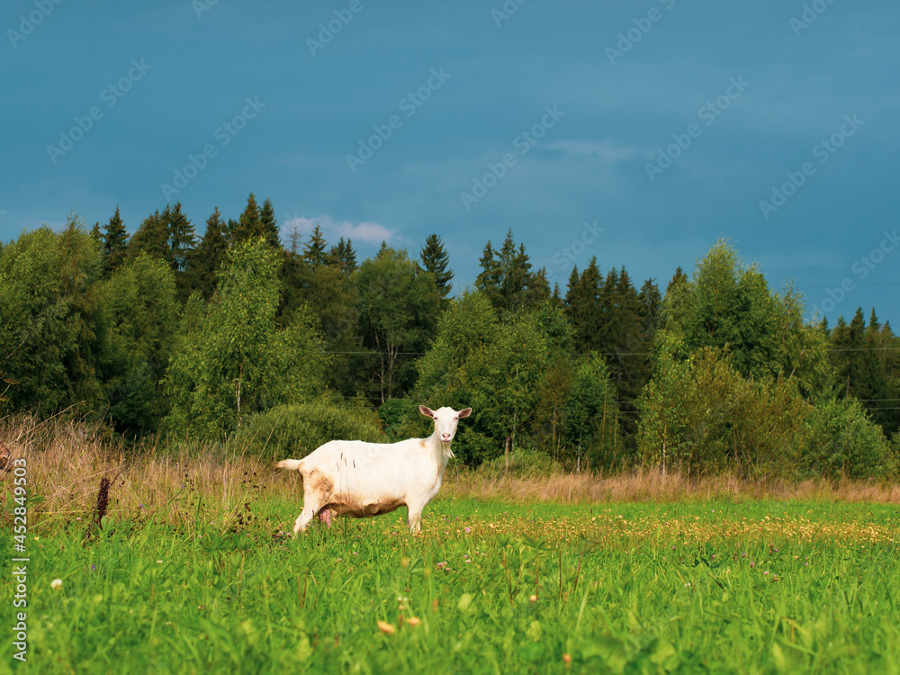 a white goat stands in a field and looks at the camera a white goat stands in a field and looks at the camera