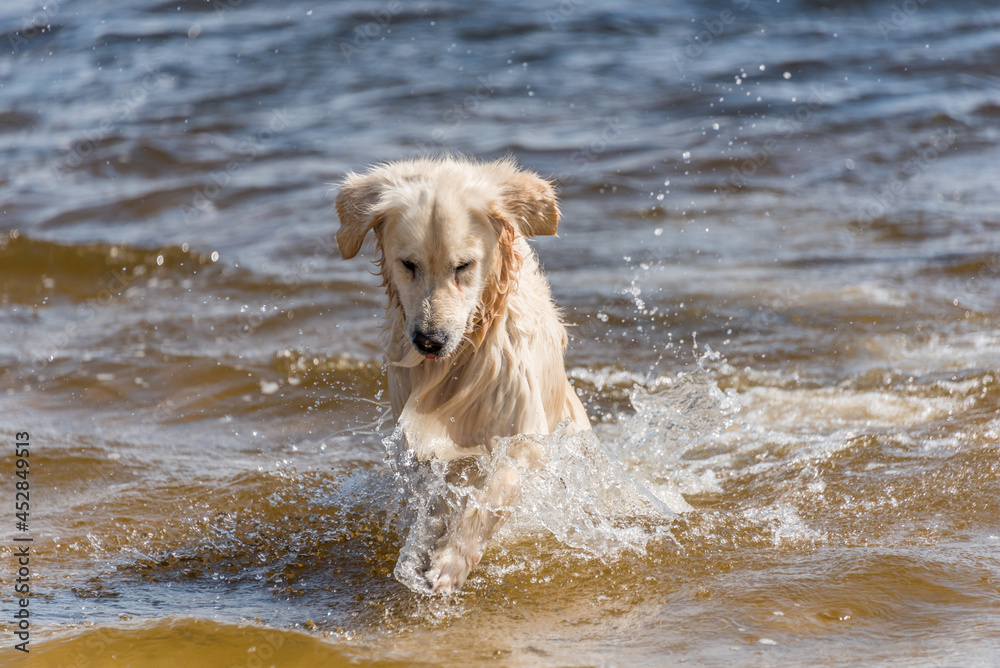 Champion Golden Retriever Hunting in Water in Northern Europe Champion Golden Retriever Hunting in Water in Northern Europe