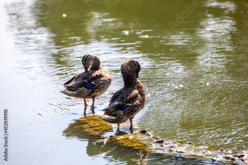 two drake ducks brush their feathers in the morning on a bridge on a pond, horizontal.