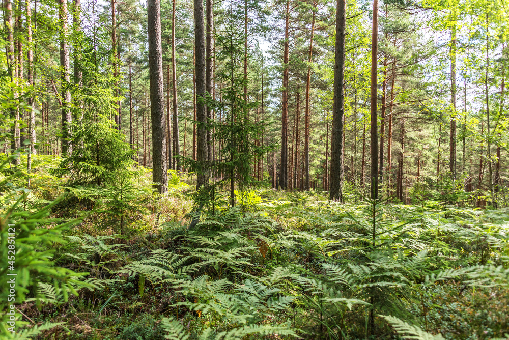 Green Lush Forest in Summer in Northern Europe Green Lush Forest in Summer in Northern Europe