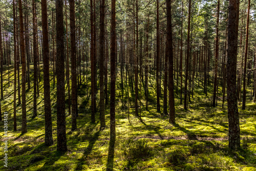 Green Lush Forest in Summer in Northern Europe