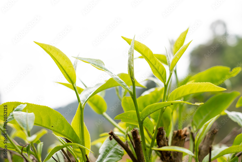 Top tea leaves, natural products, are ingredients in making beverages