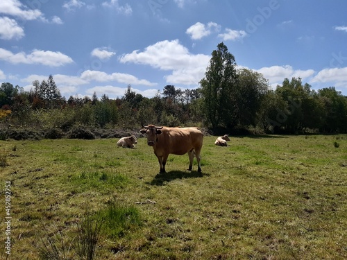 Fototapeta Naklejka Na Ścianę i Meble -  Vacas en un prado al sol al norte de Galicia