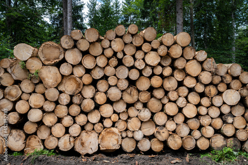 Baumst  mme  gestapelt f  r die Holzindustrie