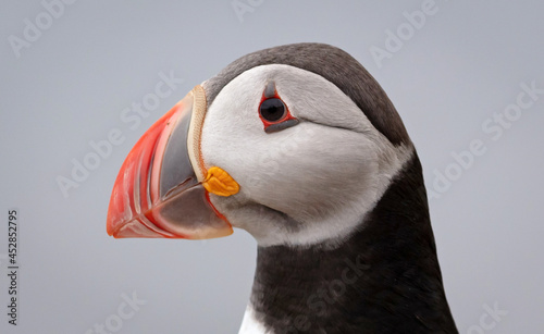 The atlantic puffin lives on the ocean and comes for nesting and breeding to the shore. They are seen in big numbers on Iceland © michaklootwijk