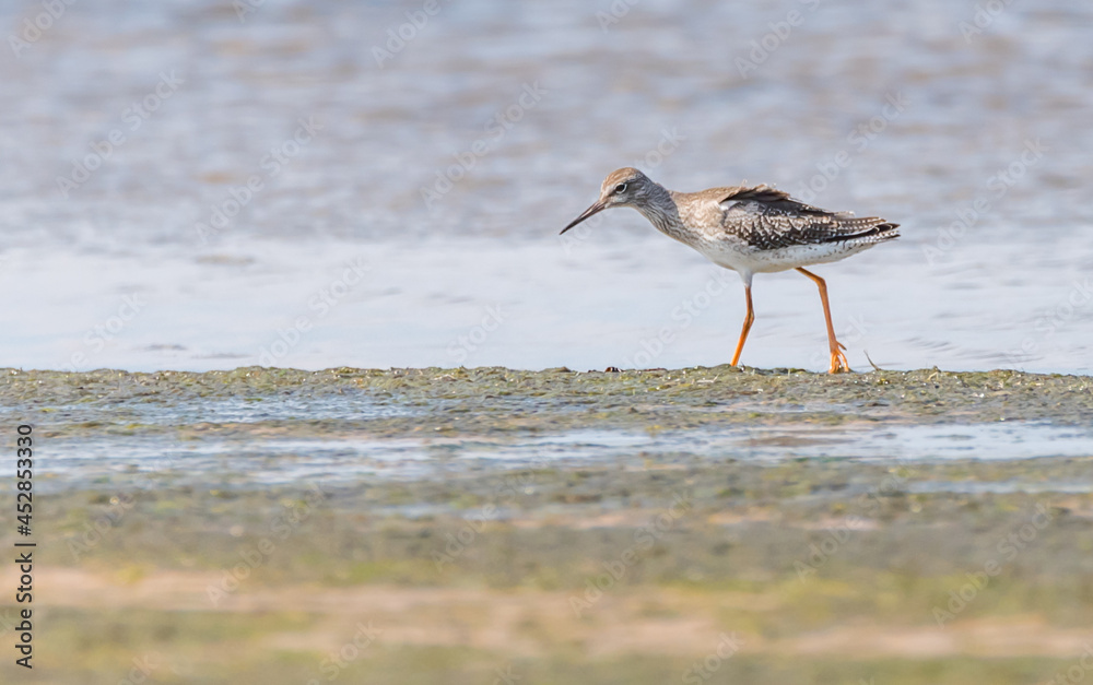 Spotted Redshanks Birds Wadding on the Baltic Sea Coast Spotted Redshanks Birds Wadding on the Baltic Sea Coast