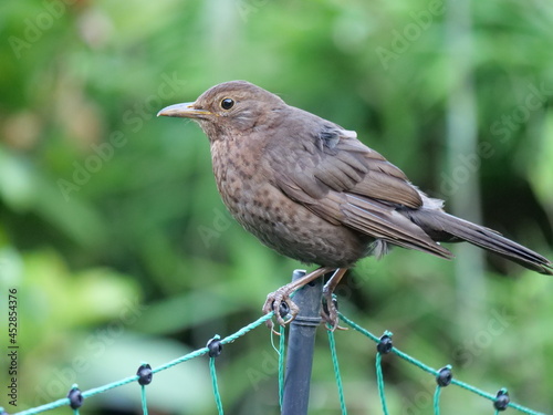 young blackbird perching on metal pole