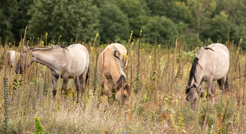 Fototapeta Naklejka Na Ścianę i Meble -  Konik horses browsing in summer meadow