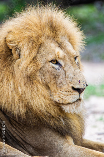 African male lion sitting on the ground at the edge of a water hole in South Africa