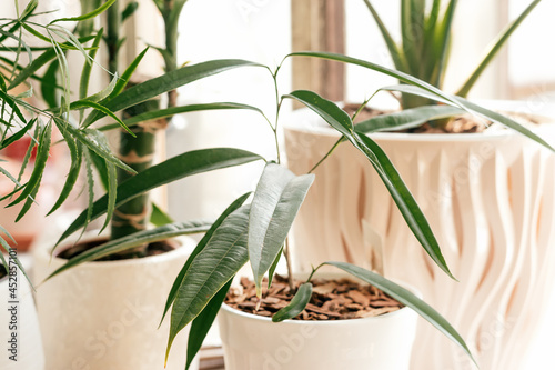 Indoor plants in white ceremic pots.Home gardening.Biophillia design.Urban jungle.Selective focus. photo