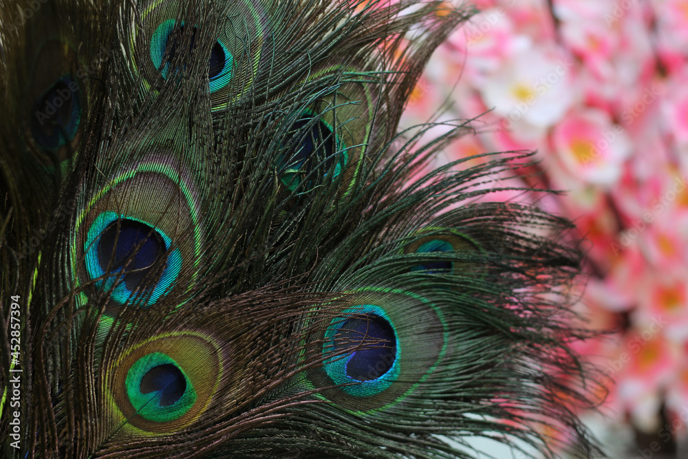 Obraz premium Close up of Peacock Feathers With Pink Flowers Blurred in Background
